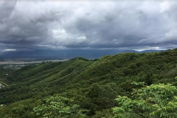 single man creates 300 acres  300 acres forest in manipur  manipur forest man loya  manipur loya  லோயா  லோயா உருவாக்கிய காடு