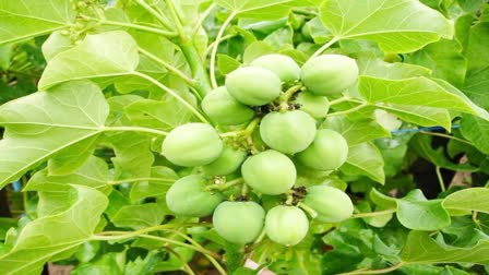 damoh children eating ratanjot seeds