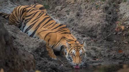 लखीमपुर खीरी में जंगल गया था युवक