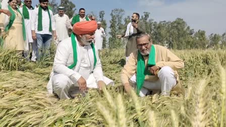 crop damaged due to rain in haryana