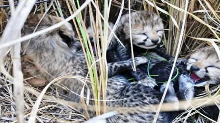 cheetah-cubs-born-in-kuno-national-park