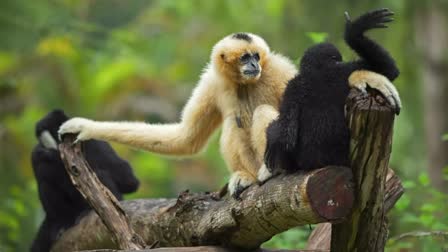 endangered hoolock gibbon species