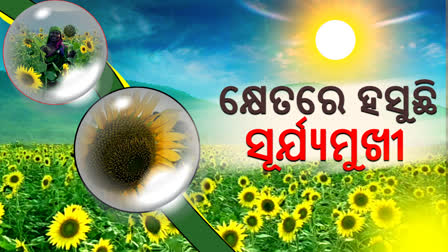 ମନ ମୋହୁଛି ସୂର୍ଯ୍ଯମୁଖୀ କ୍ଷେତ