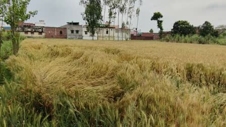 Crop Damage in Laksar