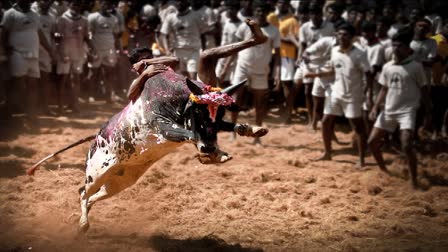 jallikattu