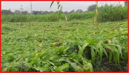 Rain Affects Farmers