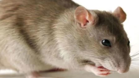 police filed thirty page charge sheet  charge sheet  man for killing rat  killing rat in Badaun  Uttar Pradesh  Indian Veterinary Research Institute  latest national news  എലിയെ അഴുക്കുചാലില്‍ മുക്കിക്കൊന്നു  എലിയെ കൊന്നു  കുറ്റപത്രം  മാലിന്യത്തില്‍ മുക്കി കൊന്നു  ഉത്തര്‍പ്രദേശ്  ഏറ്റവും പുതിയ ദേശീയ വാര്‍ത്ത  ഇന്നത്തെ പ്രധാന വാര്‍ത്ത