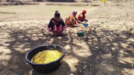 Mahua became source of income