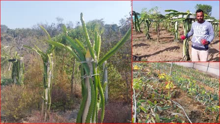 Dragon Fruit Farming in Una