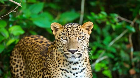 leopard attack news himachal