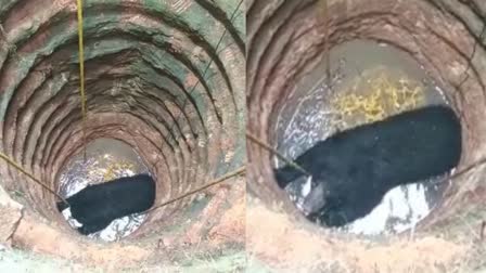 Vellanadu bear death  Vellanadu bear death updation  bear fell into well  vellanad bear death investigation report  വനം വകുപ്പ്  കിണറ്റില്‍ വീണ കരടി ചത്ത സംഭവം  കരടി ചത്ത സംഭവത്തിൽ റിപ്പോർട്ട്  കരടി ചത്ത സംഭവം ഉദ്യോഗസ്ഥര്‍ക്ക് വീഴ്‌ച  കരടി ചത്ത സംഭവത്തിൽ അന്വേഷണ റിപ്പോർട്ട്