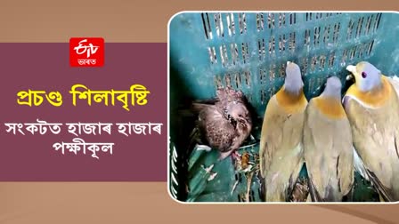 Many birds died in Heavy Hail storm in Tinsukia