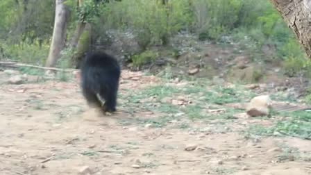 Pair of bears released in Sariska