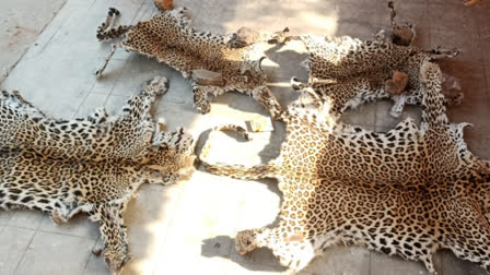 ATS arrested one with skin of 4 leopards