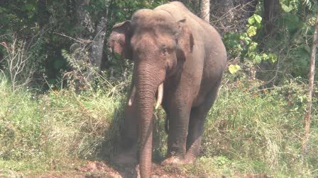 Arikomban  forest department  wild elephant attack  highcourt  forest department  mock drill  മോക്ഡ്രിൽ  വനം വകുപ്പ്  അരിക്കൊമ്പന്‍  ഹൈക്കോടതി  വിദഗ്‌ധ സമിതി  ഇടുക്കി ഏറ്റവും പുതിയ വാര്‍ത്ത  ഇന്നത്തെ പ്രധാന വാര്‍ത്ത