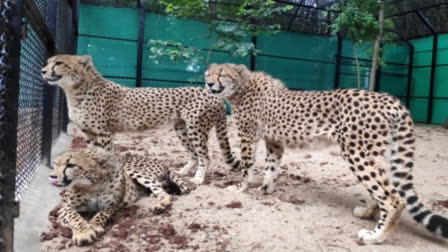 Cheetahs at Kuno national park