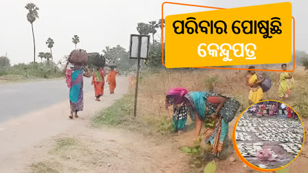 କେନ୍ଦୁପତ୍ର ଦେଉଛି ରୋଜଗାର