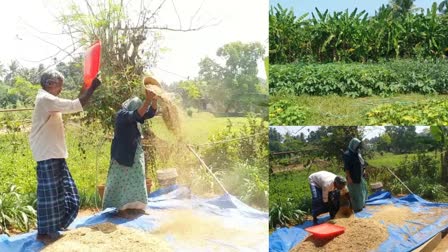 Damodaran  farmer dhamodaran kannur  farmer dhamodaran  kannur news  kannur latest news  ദാമോദരൻ  കൃഷി  കർഷകൻ ദാമോദരൻ  കണ്ണൂർ  കണ്ണൂർ വാർത്തകൾ  കൃഷി കണ്ണൂർ