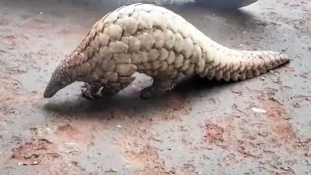 Rare pangolin found in Balod