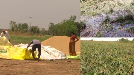 crop loss due to heavy rains in telangana