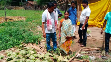 Tendupatta purchase in Dantewada