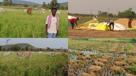 crop loss in telangana