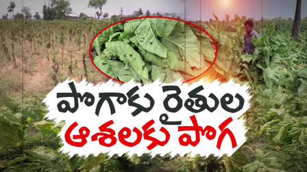 Untimely Rains Damage Tobacco