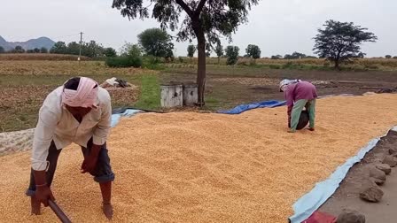 crop damage in hanumakonda