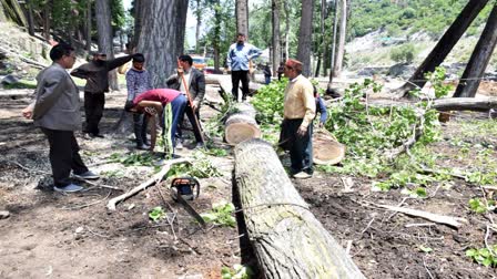 Forest Department cut fallen trees in Gau Sadan in Kullu.