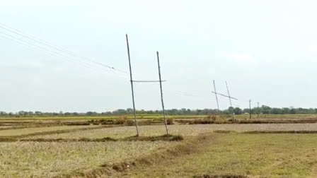 electric wire is passes through bamboo poles