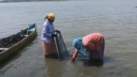 Kavvayi lake  Blue mussel farming in Kavvayi lake  Blue mussel farming  Blue mussel farming Kerala  mussel farming in Kavvayi lake  കവ്വായി കായലിൽ കർഷകരുടെ കണ്ണുനീർ  കല്ലുമ്മക്കായ  കവ്വായിയിലെ കല്ലുമ്മക്കായ  കല്ലുമ്മക്കായ കൃഷി