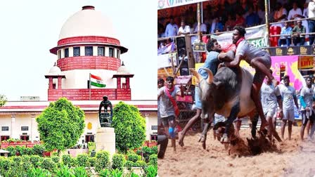 SC verdict on Jallikattu: બુલ-ટેમિંગ સ્પોર્ટ 'જલ્લીકટ્ટુ'ને મંજૂરી આપતા કાયદાને પડકારતી અરજીઓ પર સુપ્રીમ કોર્ટનો ચુકાદો આજે