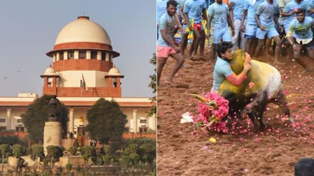 jallikattu judgement