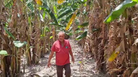 Banana cultivation in Yamunanagar