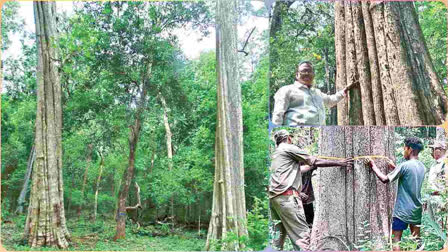 195 Years Old Teak Trees