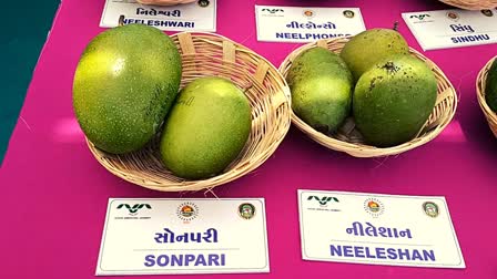 first-mango-festival-2023-in-valsad-people-will-be-able-to-see-113-varieties-of-mangoes