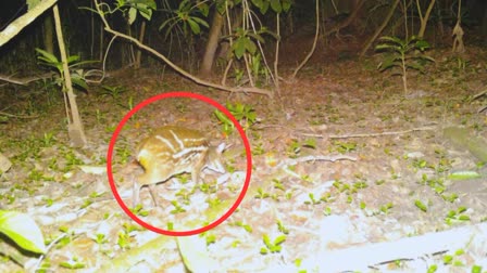 rare indian mouse deer