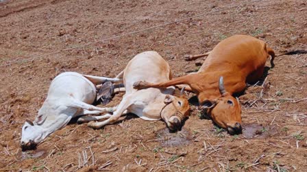 Five cattle and one bird died