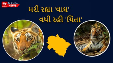 Uttarakhand became the graveyard of tigers: 13 tigers died in the last 5 months in Uttarakhand. Five tigers lost their lives in Corbett Park