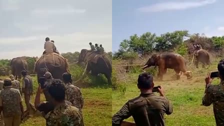 wild-elephant-that-killed-the-farmers-was-captured-in-ramnagar