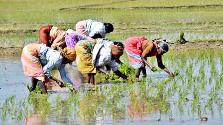 Haryana Farmers happy with increase paddy MSP