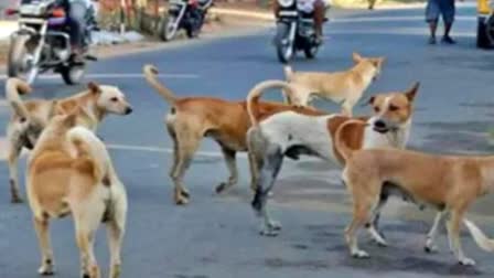 speech impaired boy  boy died after being bitten by a stray dog  bitten by a stray dog in Kannur  ಬೀದಿ ನಾಯಿಗಳ ದಾಳಿ  ಬೀದಿ ನಾಯಿಗಳ ದಾಳಿಗೆ 10 ವರ್ಷದ ಮೂಗ ಬಾಲಕ ಬಲಿ  ಕೇರಳದಲ್ಲಿ ದುರಂತ ಘಟನೆ  ಮಾತು ಬಾರದ ಬಾಲಕ  ಬೀದಿ ನಾಯಿ ಕಚ್ಚಿ 10 ವರ್ಷದ ಬಾಲಕ ಸಾವನ್ನಪ್ಪಿರುವ ಘಟನೆ  ಮೂಗನಾಗಿದ್ದ ನಿಹಾಲ್ ಮೃತ  10 ವರ್ಷದ ಬಾಲಕ ಸಾವನ್ನಪ್ಪಿರುವ ಘಟನೆ  ಜನರಿಗೆ ಕಚ್ಚಿದ್ದ ಬೀದಿ ನಾಯಿಗಳು