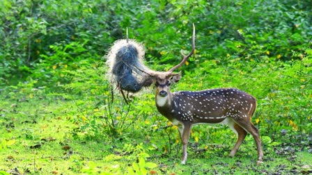 ಜಿಂಕೆ ಕೊಂಬಿಗೆ ಸಿಕ್ಕಿಬಿದ್ದ ಮೀನಿನ ಬಲೆ