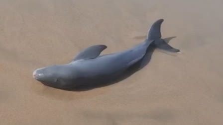 Gujarat baby dolphin washes ashore