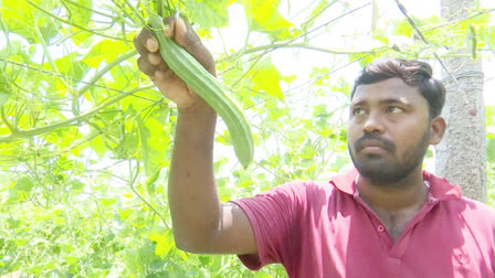 Young Farmer Vegatable Farming