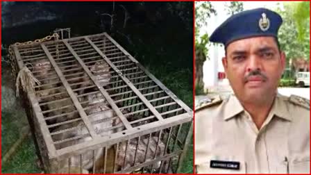 monkeys case in sonipat