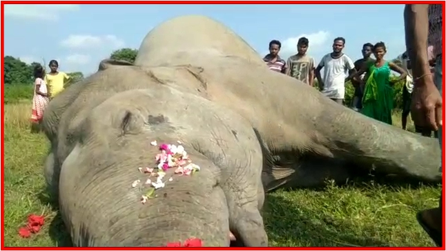 UDALGURI WILD ELEPHANT DEATH NEWS