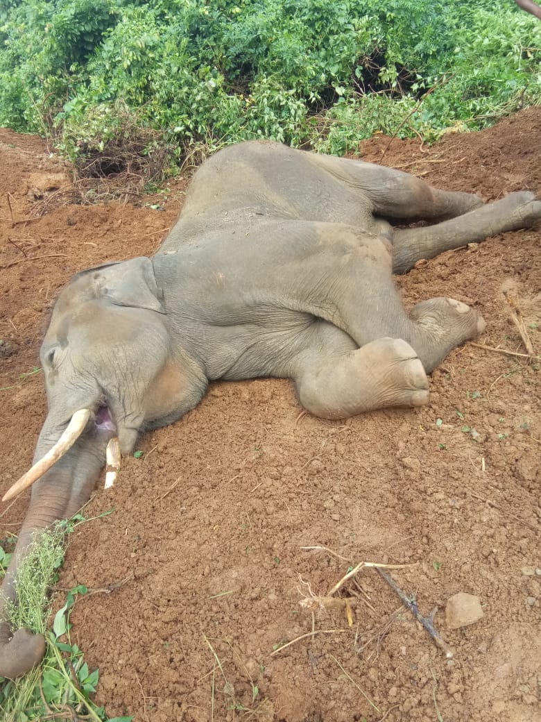 elephant death, nandankanan elephant death issue, nandankanan, bhubaneswar,  ନନ୍ଦନକାନନ ହାତୀ ମୃତ୍ୟୁ, ହାତୀ ମୃତ୍ୟୁ, ଭୁବନେଶ୍ବର, ନନ୍ଦନକାନନ