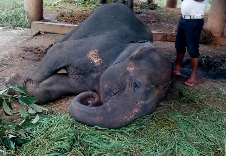 elephant death, nandankanan elephant death issue, nandankanan, bhubaneswar,  ନନ୍ଦନକାନନ ହାତୀ ମୃତ୍ୟୁ, ହାତୀ ମୃତ୍ୟୁ, ଭୁବନେଶ୍ବର, ନନ୍ଦନକାନନ