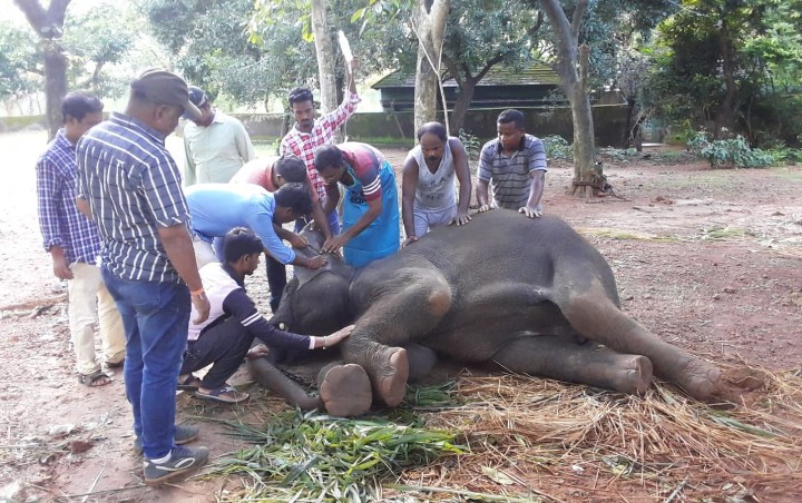 elephant death, nandankanan elephant death issue, nandankanan, bhubaneswar,  ନନ୍ଦନକାନନ ହାତୀ ମୃତ୍ୟୁ, ହାତୀ ମୃତ୍ୟୁ, ଭୁବନେଶ୍ବର, ନନ୍ଦନକାନନ